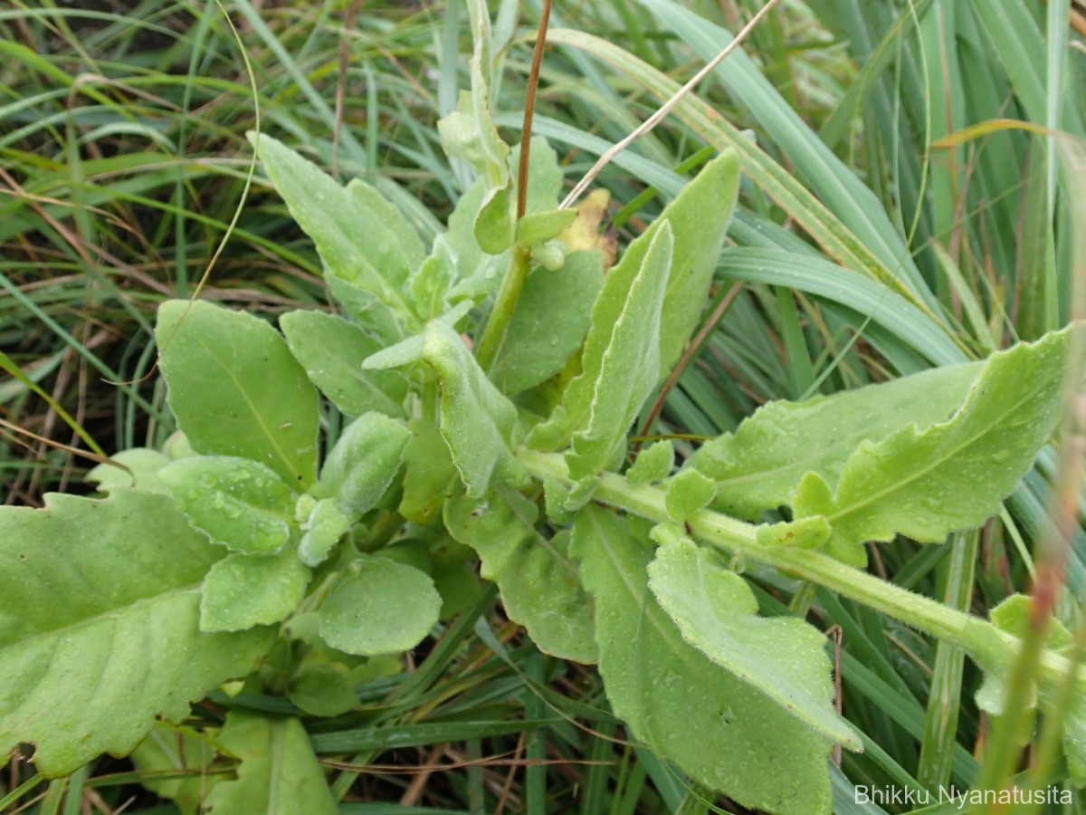 Gynura lycopersicifolia DC.